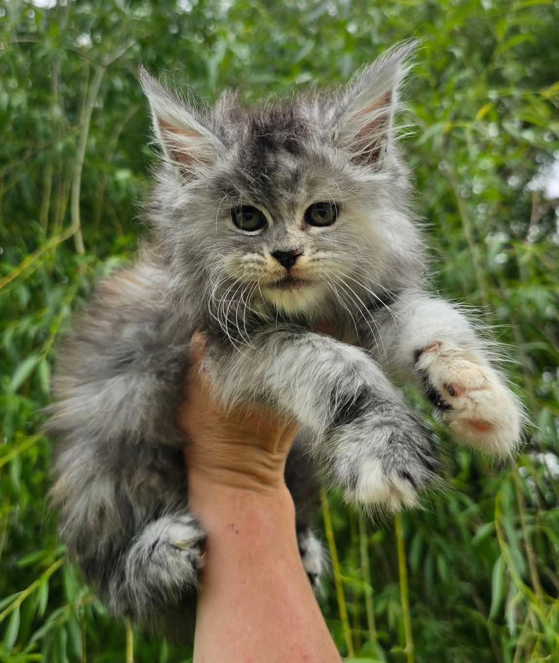 Willow